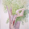 1993-07-17_Eukalyptusbaum Rhodos_31x24cm_t.jpg