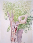 1993-07-17 Eukalyptusbaum Rhodos 31x24cm t