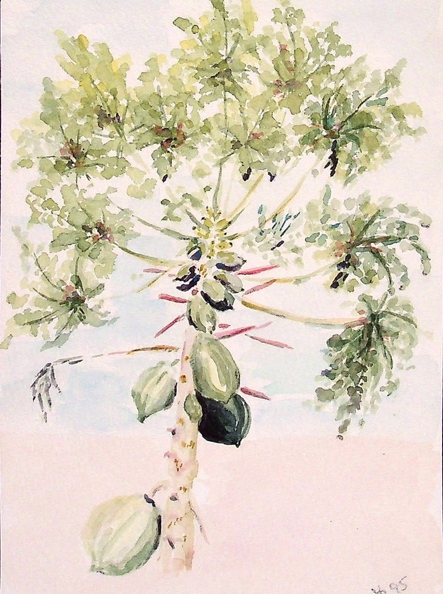 1995-07_Mango-Baum aus Giomars Garten Colina_17x12cm_t.jpg