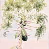 1995-07 Mango-Baum aus Giomars Garten Colina 17x12cm t