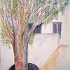 1997-08-18 Eukalyptusbaum auf dem Hauptplatz von Tropolis Naxos 40x30cm t