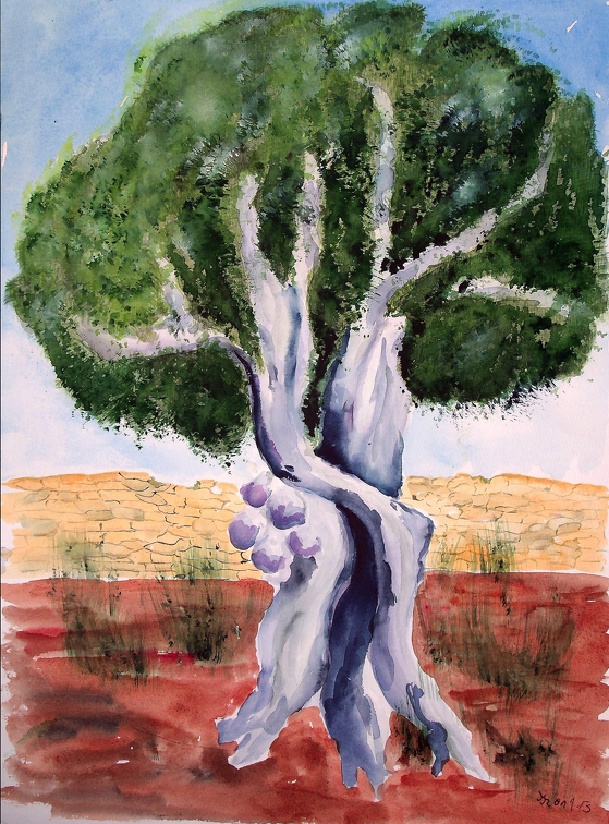 2001-05 2013 überarb. Apulische Olive 40x30cm t