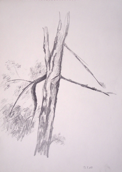 2000-05-13_Stamm eines Nadelbaums_33x24cm_t.jpg