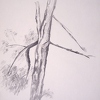 2000-05-13 Stamm eines Nadelbaums 33x24cm t