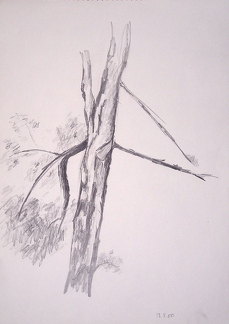 2000-05-13 Stamm eines Nadelbaums 33x24cm t