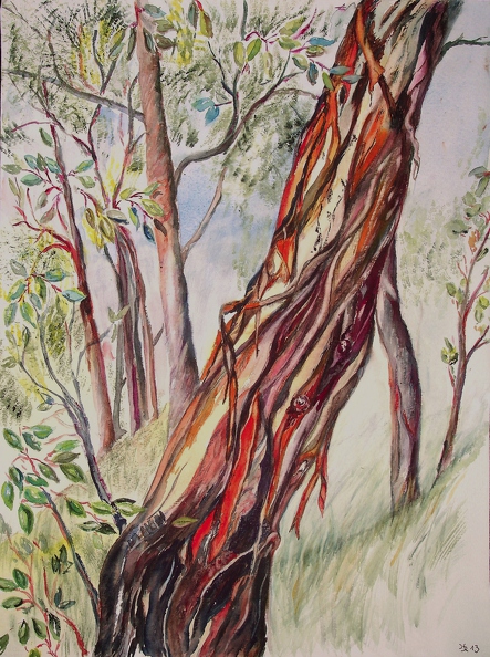 2013-01-29_Eukalyptusbaum in Australien 11_40x30cm_t.jpg