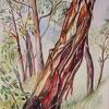 2013-01-29 Eukalyptusbaum in Australien 11 40x30cm t