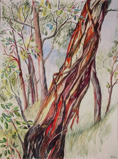 2013-01-29 Eukalyptusbaum in Australien 11 40x30cm t