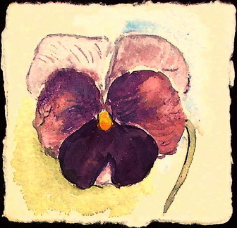o.J. Stiefmütterchen violett 7,5 x 7,5cm a