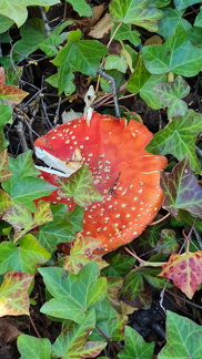 IMG-20221005-WA0001