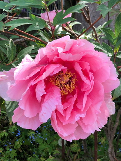 IMG-20210519-WA0000